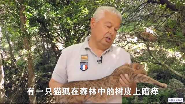 法国发现新物种“猫狐”,科学家捕获它时,它流泪了