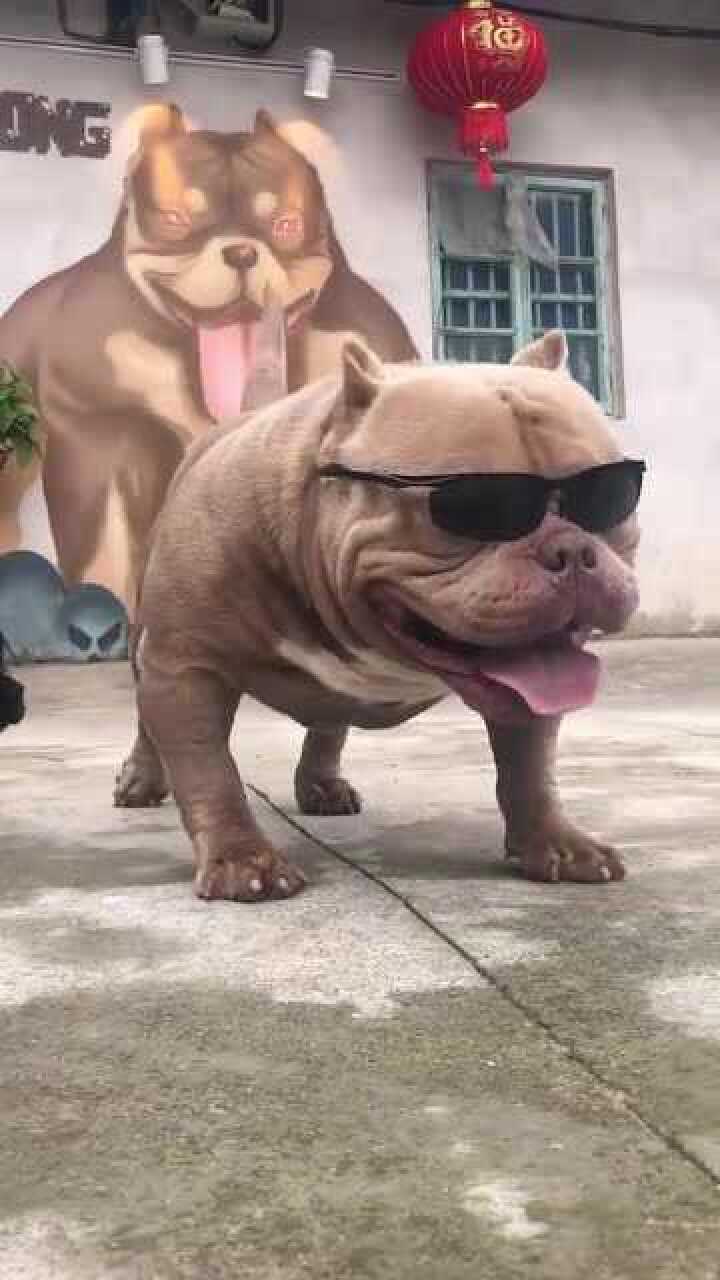 当恶霸犬戴上墨镜之后竟然会有一种心动的感觉