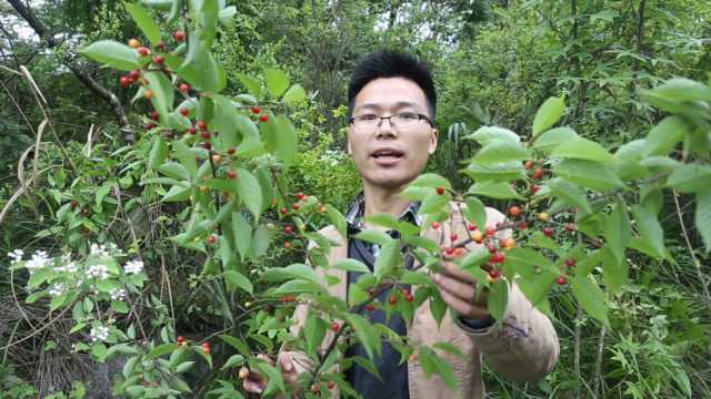 竹林里藏着的“樱桃”,野生樱桃个头虽然小,但是味道特别的棒