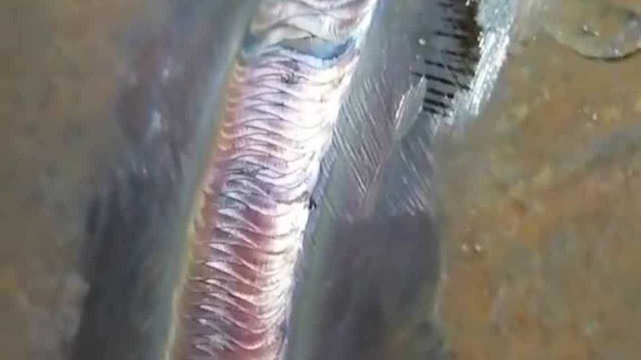 1080P 1080p