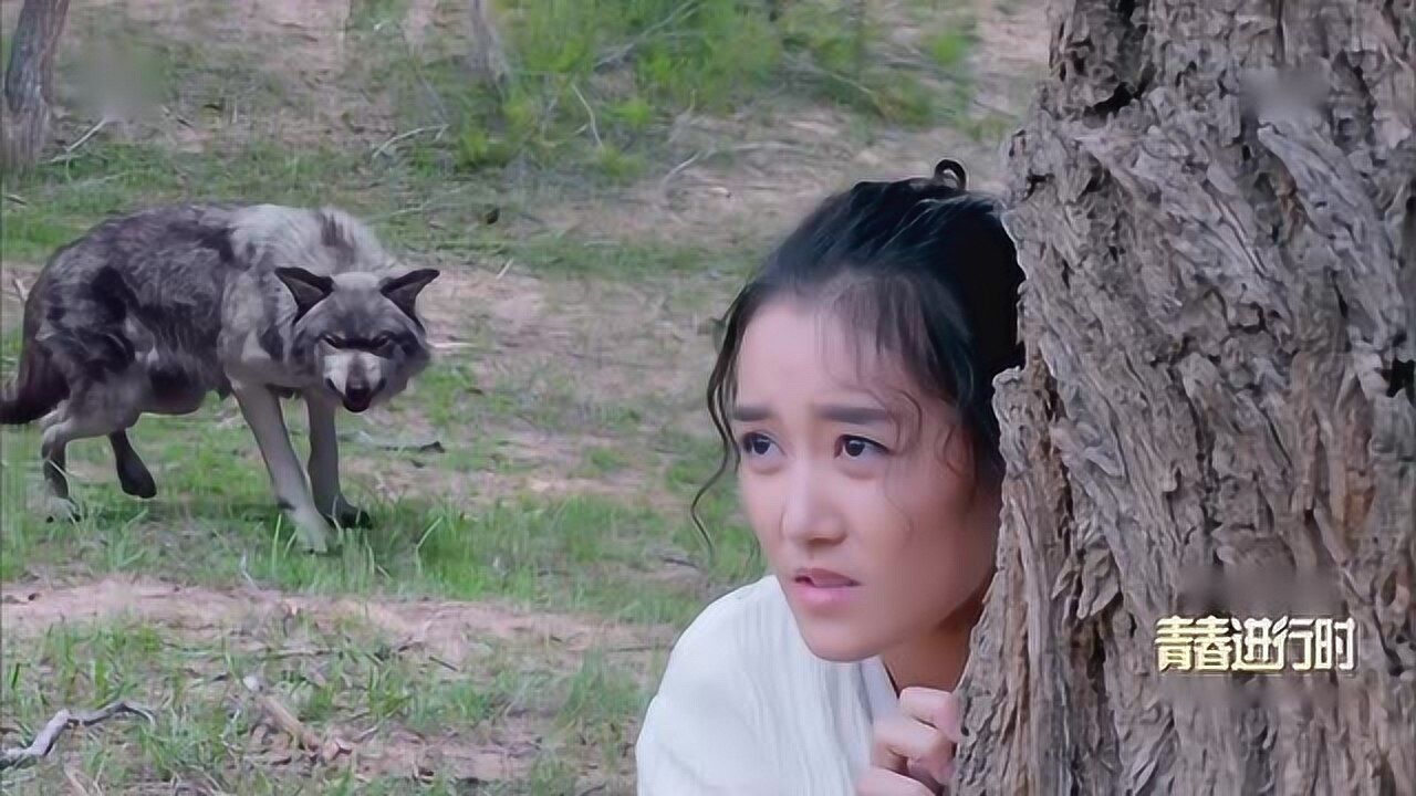 楚乔传:美女被狼盯上,关键时候,楚乔一箭杀狼