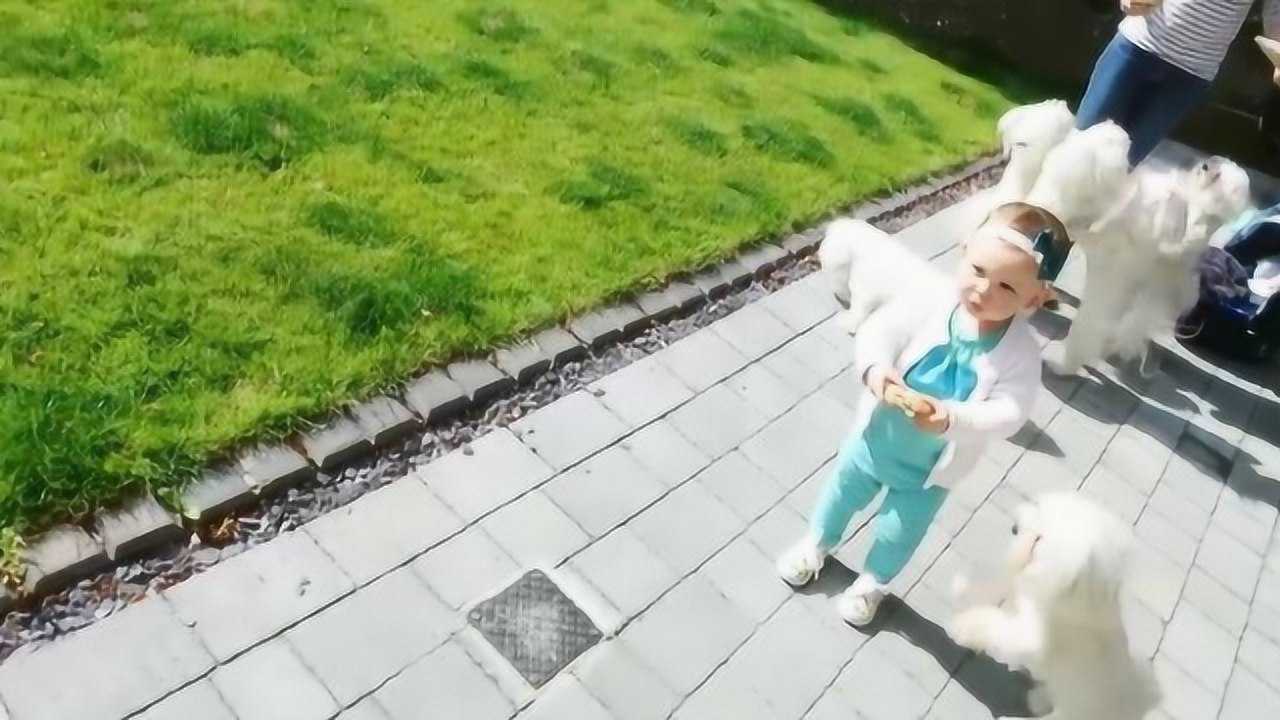 emilia回家了,狗狗兴奋迎接宝宝眼里却只有吃的,好可爱