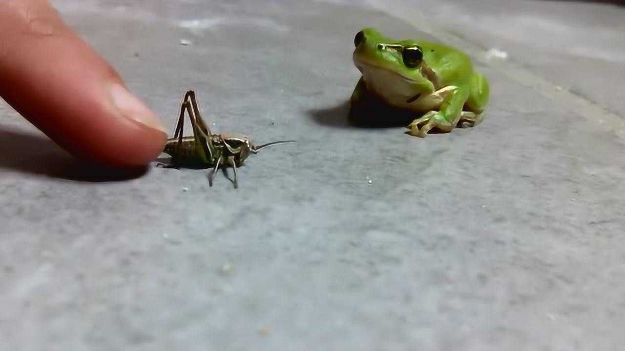 宠物小青蛙吃虫子刚开始还不要结果一口就没了