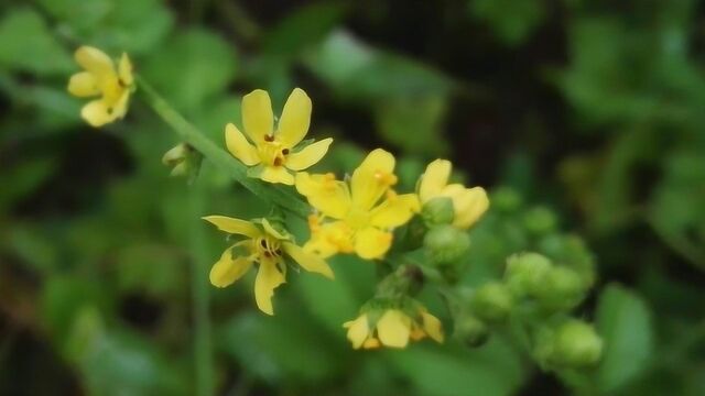 农村田间的龙牙草,农民不知道它的作用,遇见一定要珍惜