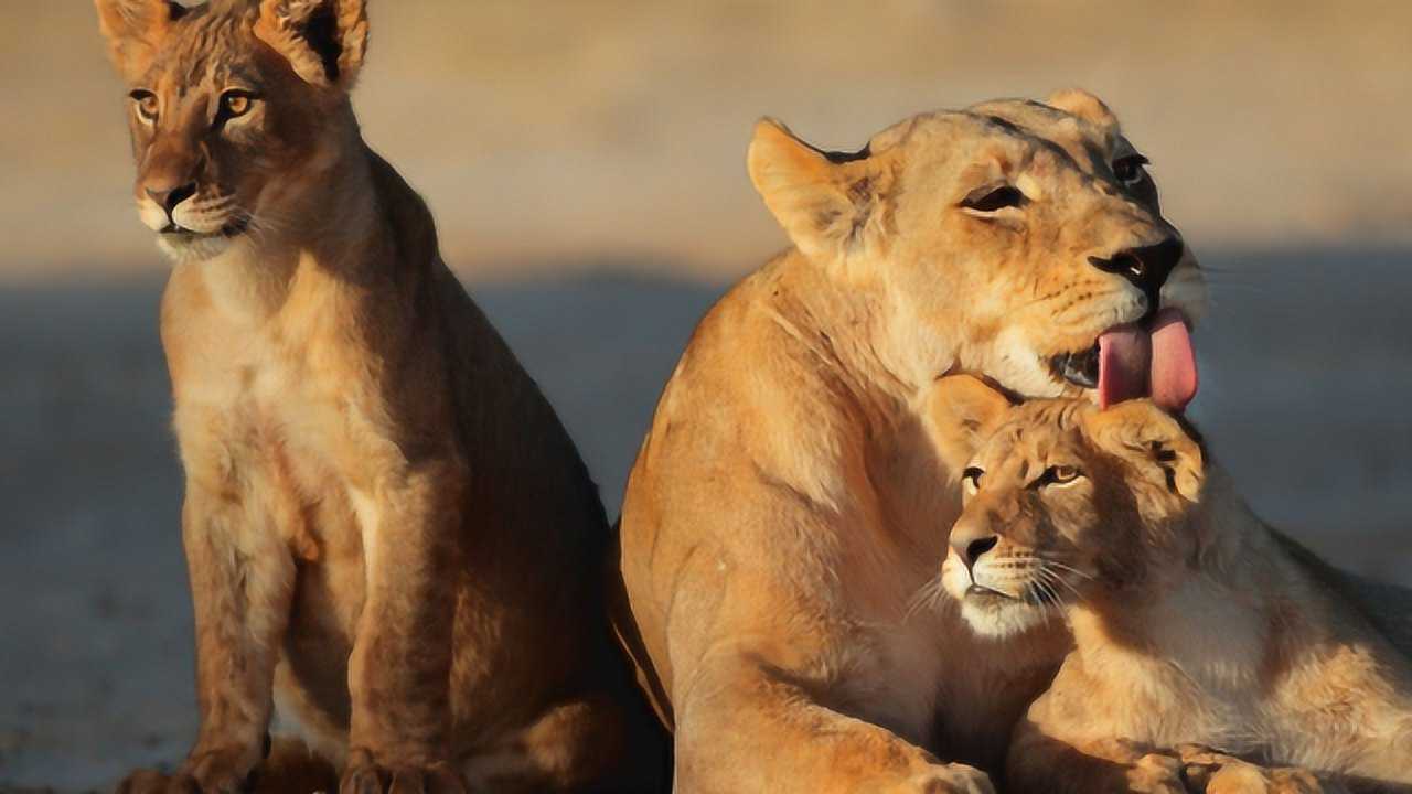 動物奇趣!雄獅瘋狂