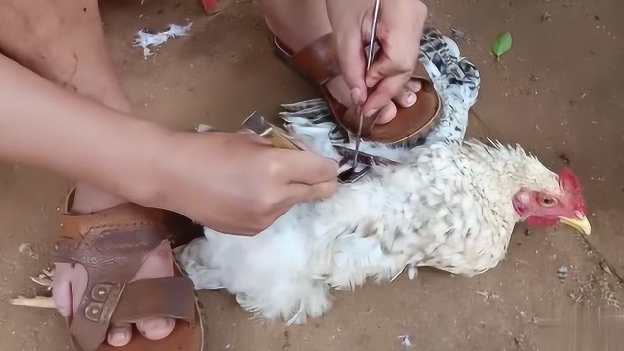 实拍农村老师傅阉鸡,鸡腰子拿到酒店可以卖130元1斤