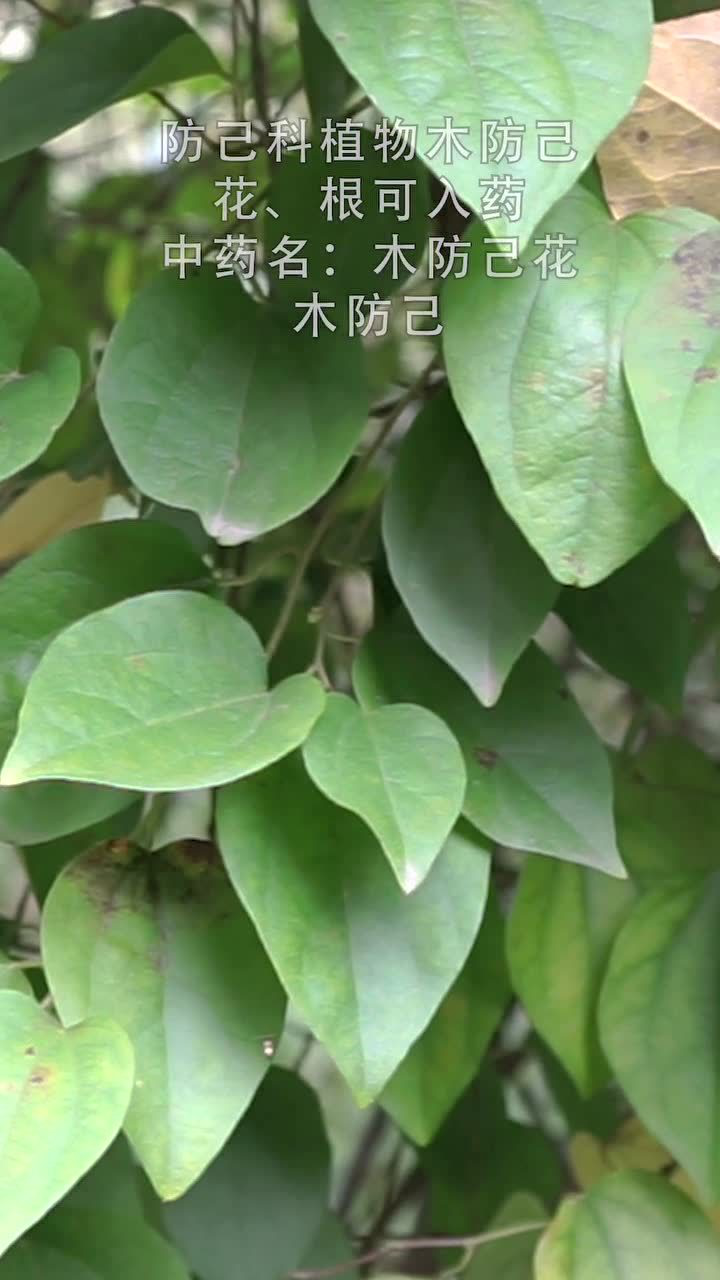 木防己成熟时果实紫红或蓝黑色