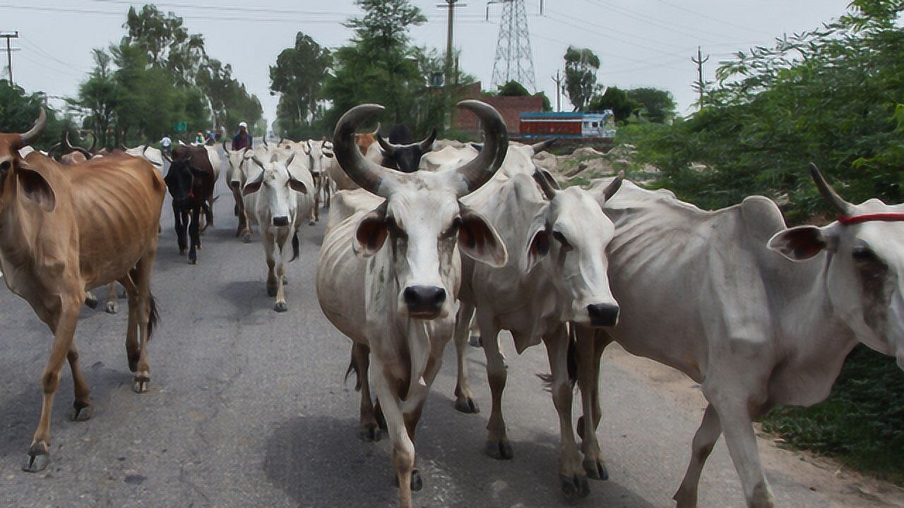 印度首都街头超6万头流浪牛肆意行走平日靠吃垃圾维持生计