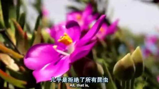 植物之歌:海玫瑰的蕊扭曲缠绕,昆虫都解不开,都被拒之门外