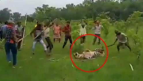 乱棍打死！印度一老虎袭击村庄致人受伤，被数十名村民围殴