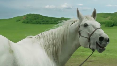 小伙骑的马被看不起，谁知白马竟听懂人话，一声嚎叫吓坏整个马群