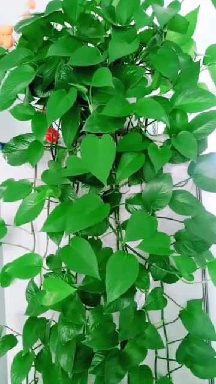 绿萝叶子发黄有妙招