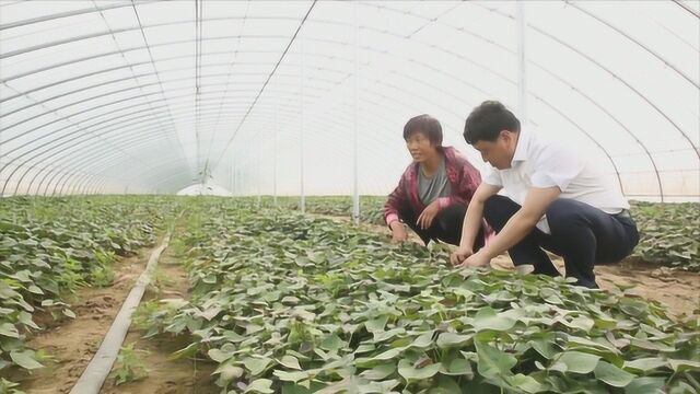 周俊军:我的初心在茨榆坨