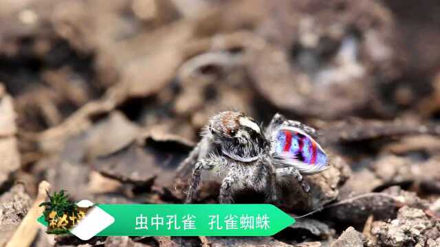 虫中孔雀自带美丽图案于彩虹,这些竟是为了求偶