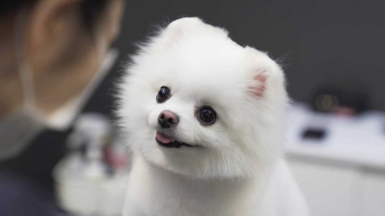 趣味萌宠：可爱狗狗和主人玩_高清