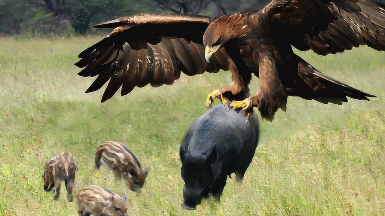 老鹰杀猪现场实拍,5厘米的鹰爪直插猪头,镜头拍下惨烈全程