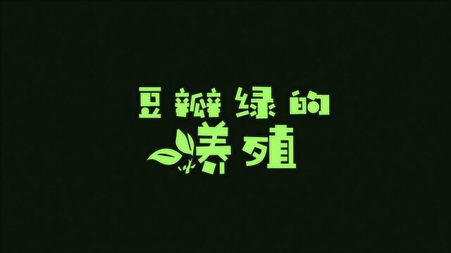 稼穑世家常见植物科普养护——豆瓣绿