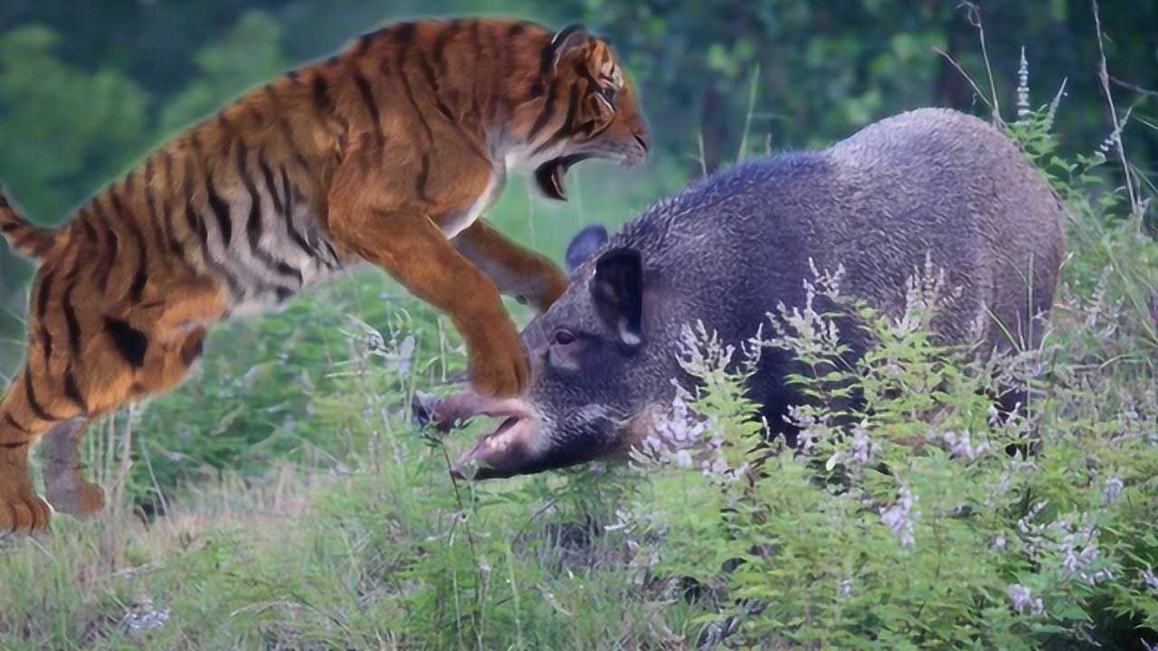 野生老虎捕食野猪野猪拼死反击竟然把老虎给反杀