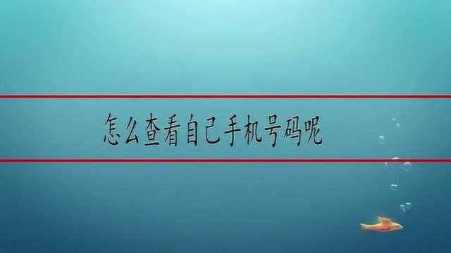 怎么查看自己手机号码呢