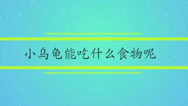 小乌龟能吃什么食物呢