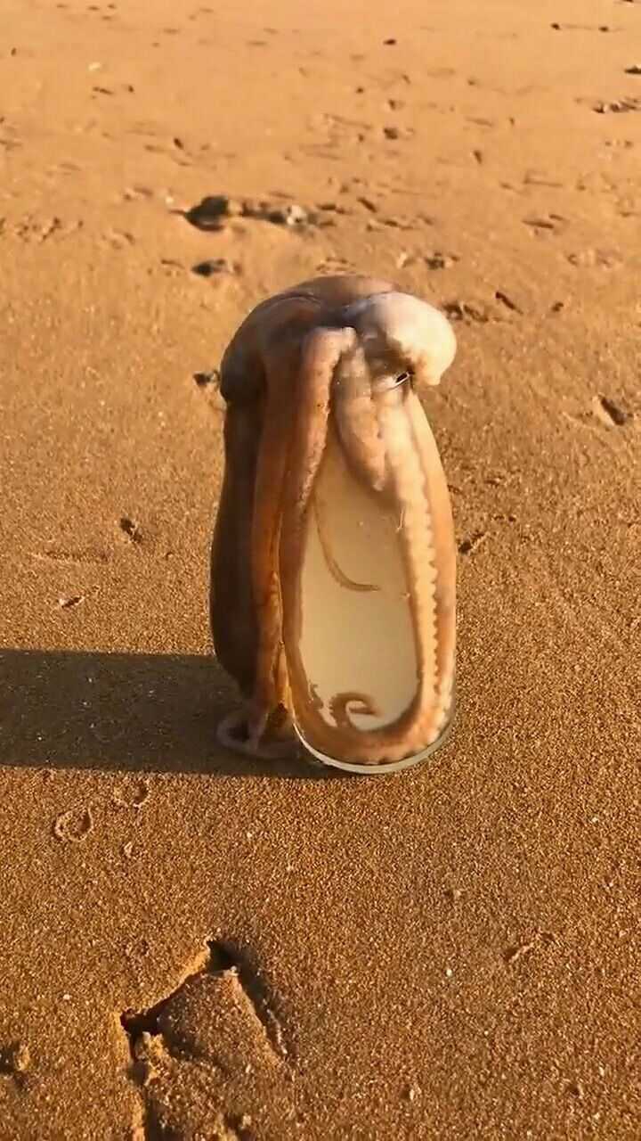 这章鱼究竟能不能爬出来啊