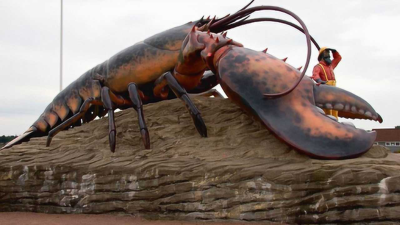 世界上最大的龙虾!活了134年,被当地政府赐予"免死金牌"