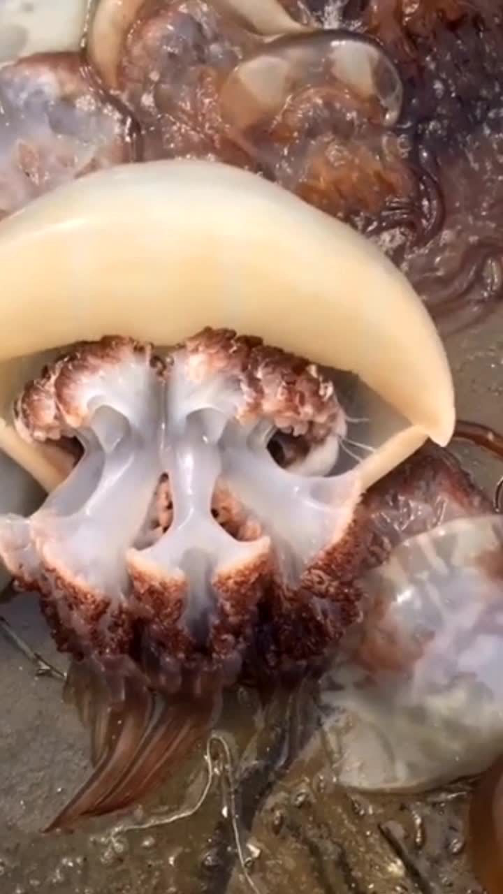 这个大海蜇怎么样啊