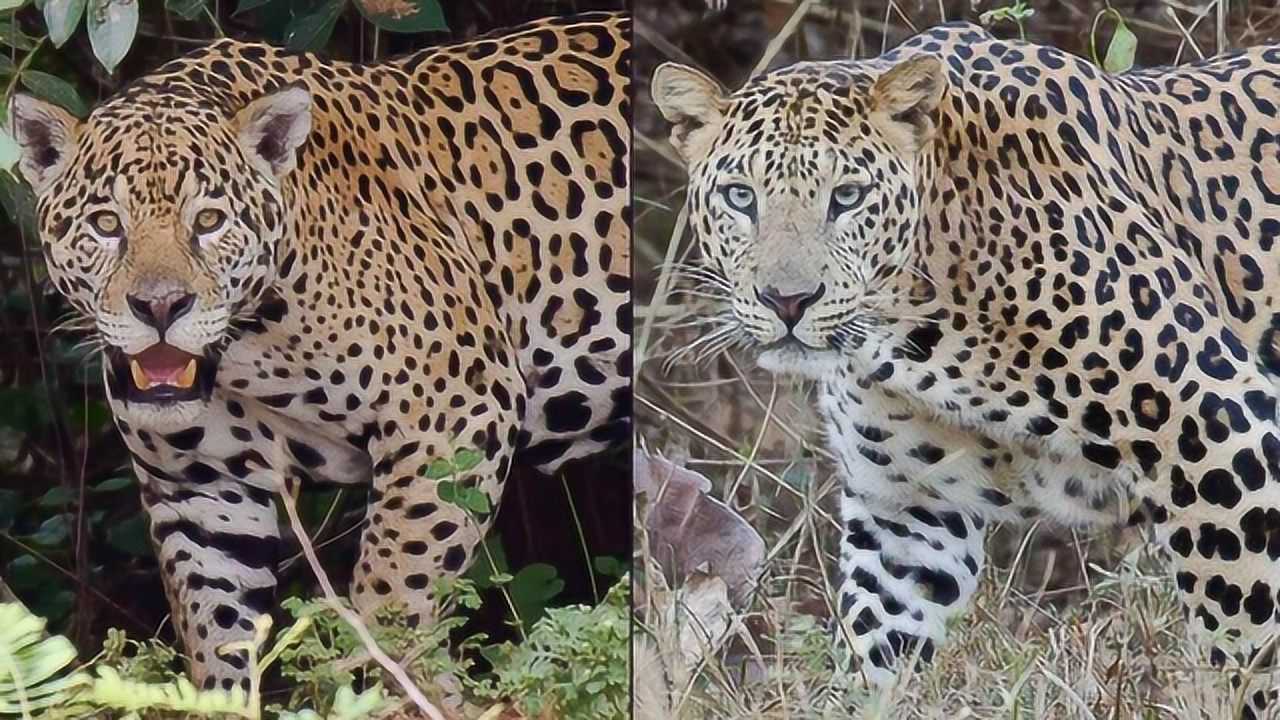 花豹遇到美洲豹以花豹的实力可以与美洲豹单挑并获胜吗