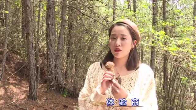 花开彩云南迪庆松茸香!你心心念念的香格里拉松茸来啦!