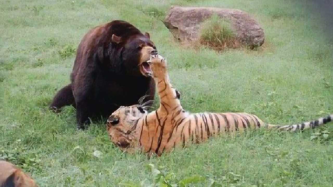 陆地上最凶猛的食肉动物东北虎大战棕熊场面太激烈了
