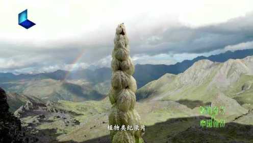 《影响世界的中国植物》一分钟宣传片