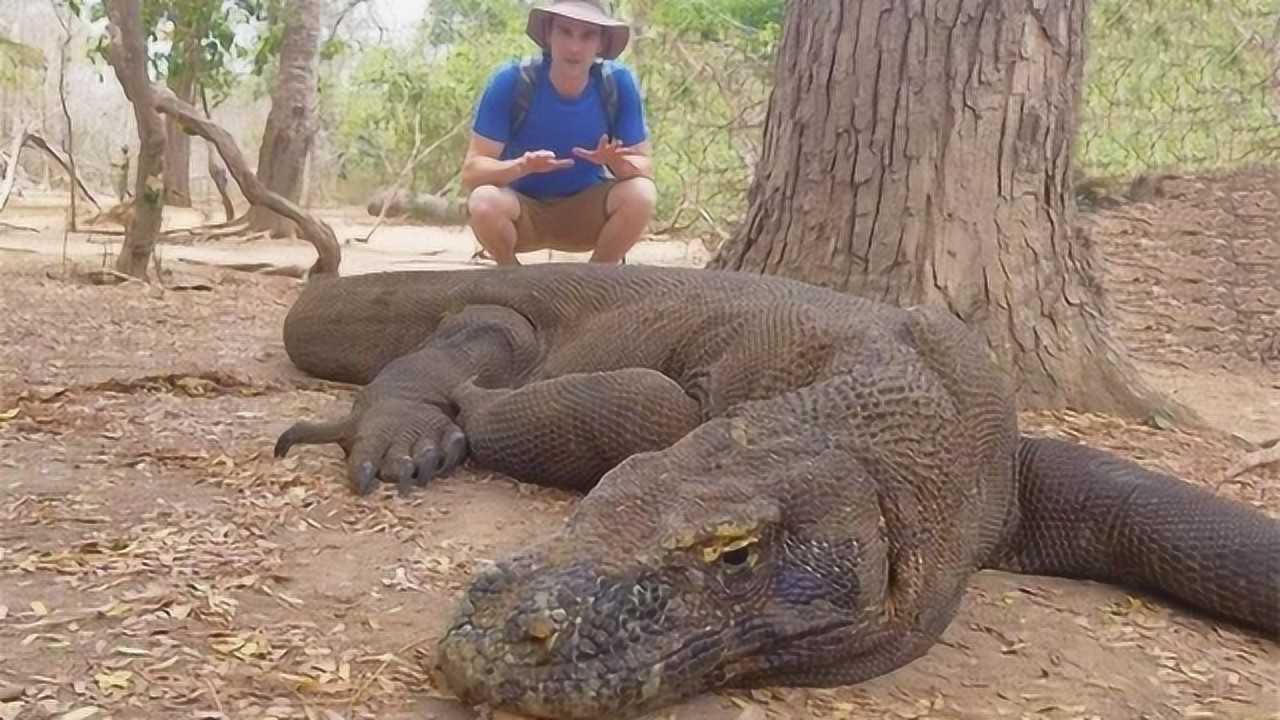 凶猛的科莫多巨蜥,遇上老虎几几开?答案让人不敢信!