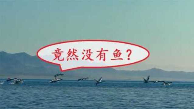 面积是西湖的70倍,但没有一条鱼生存,只能从国外进口