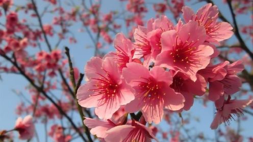 日本被称为“樱花之国”, 但国花却是菊花为啥日本人偏爱菊花?