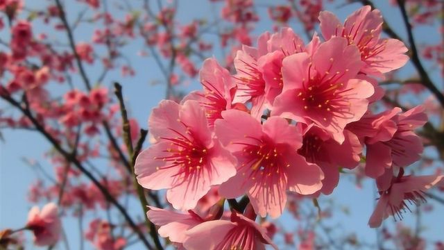 日本被称为“樱花之国”, 但国花却是菊花为啥日本人偏爱菊花?