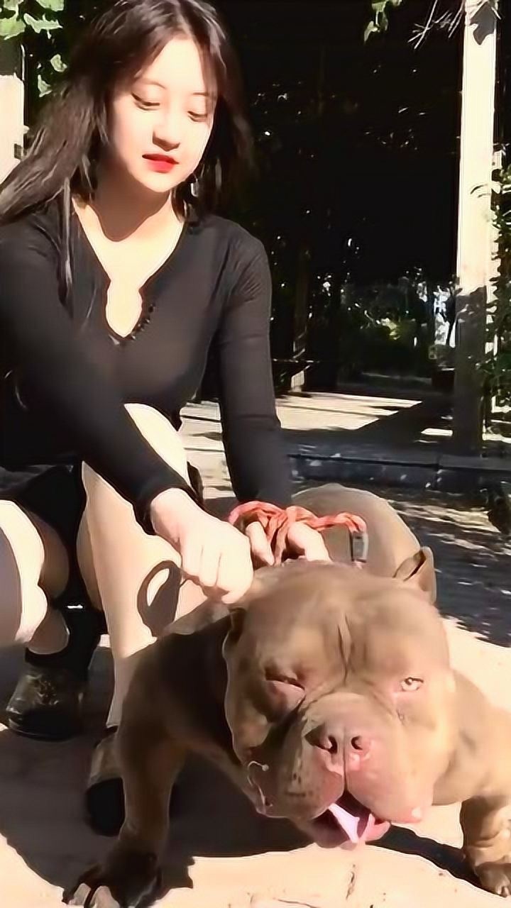 美女一直揪恶霸犬的耳朵这狗居然没反应网友看脸的时代