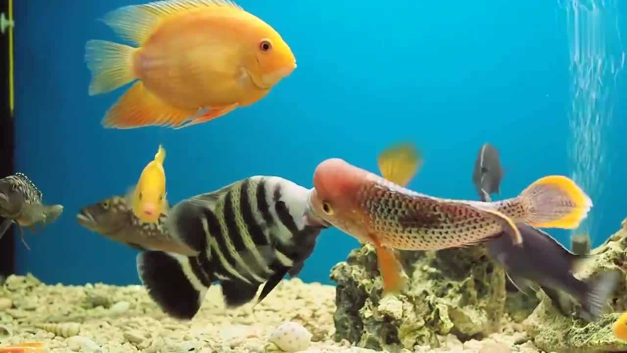 都说罗汉鱼不能和其他观赏鱼混养在一块看完我就确信了