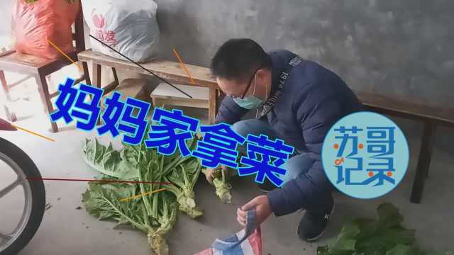 苏哥记录生活26:上妈妈家拿青菜吃,自家种的绿色食品