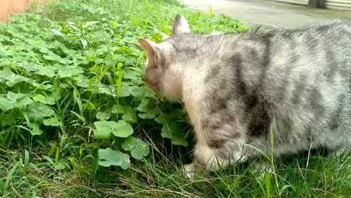 #央视新闻频道的猫叫声#真好看！你知道这是什么品种的猫吗？