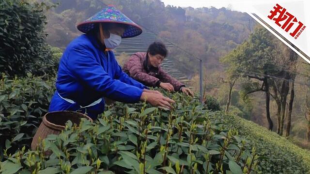 热点丨杭州西湖龙井新茶抢鲜采摘 茶农:龙井43售价3800元一斤