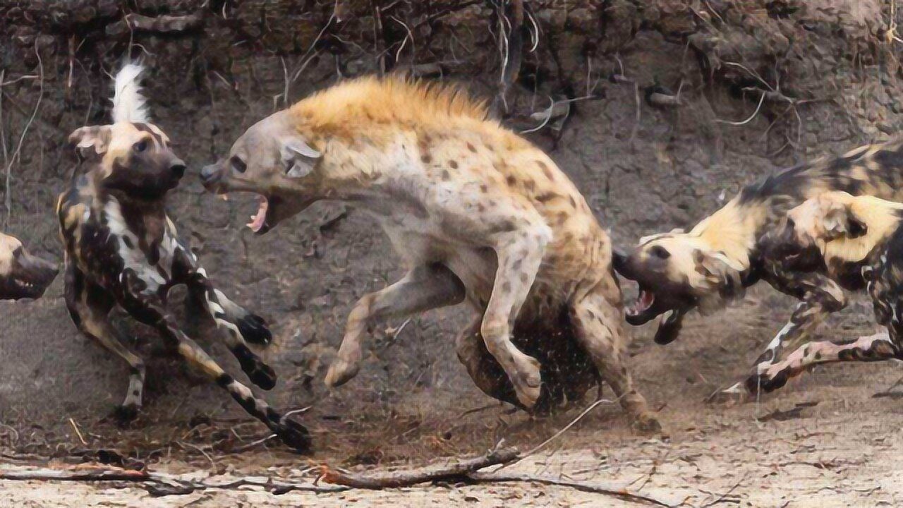 怀孕鬣狗惨遭10只野狗掏肛奄奄一息时意外发生镜头拍下全过程