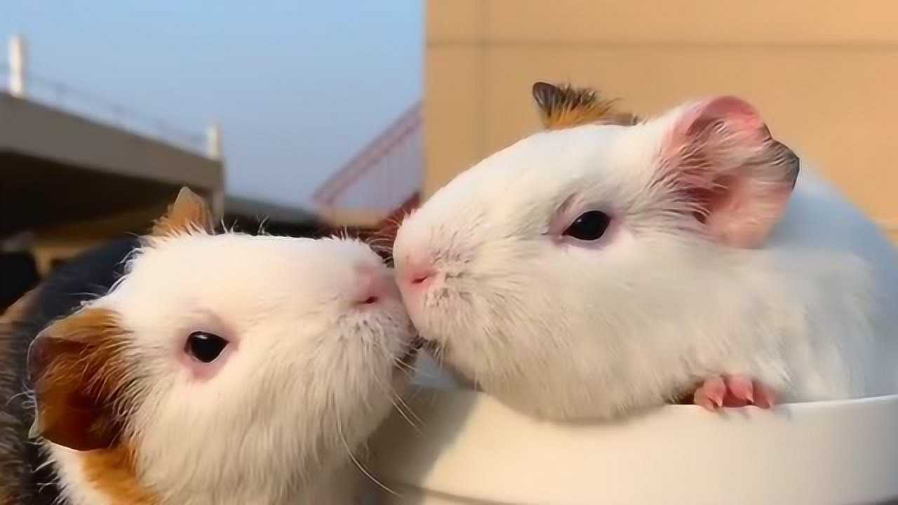 现在仓鼠都不能两只一起养了连它们都成双成对我还是单身狗一个