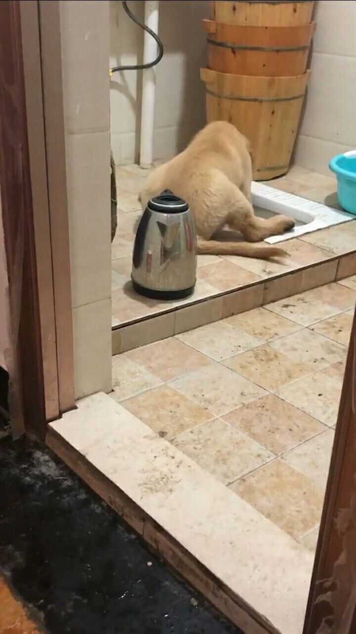 看我家的狗狗洗碗