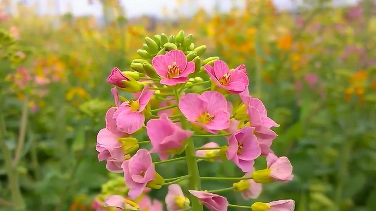 太美了江西农大教授种出38色油菜花红的紫的黄的