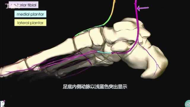 足动脉3D解剖学教程