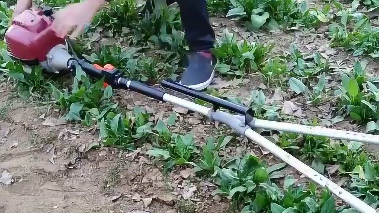 菠菜小型收割机,机器好听话,主人让他干啥就干啥