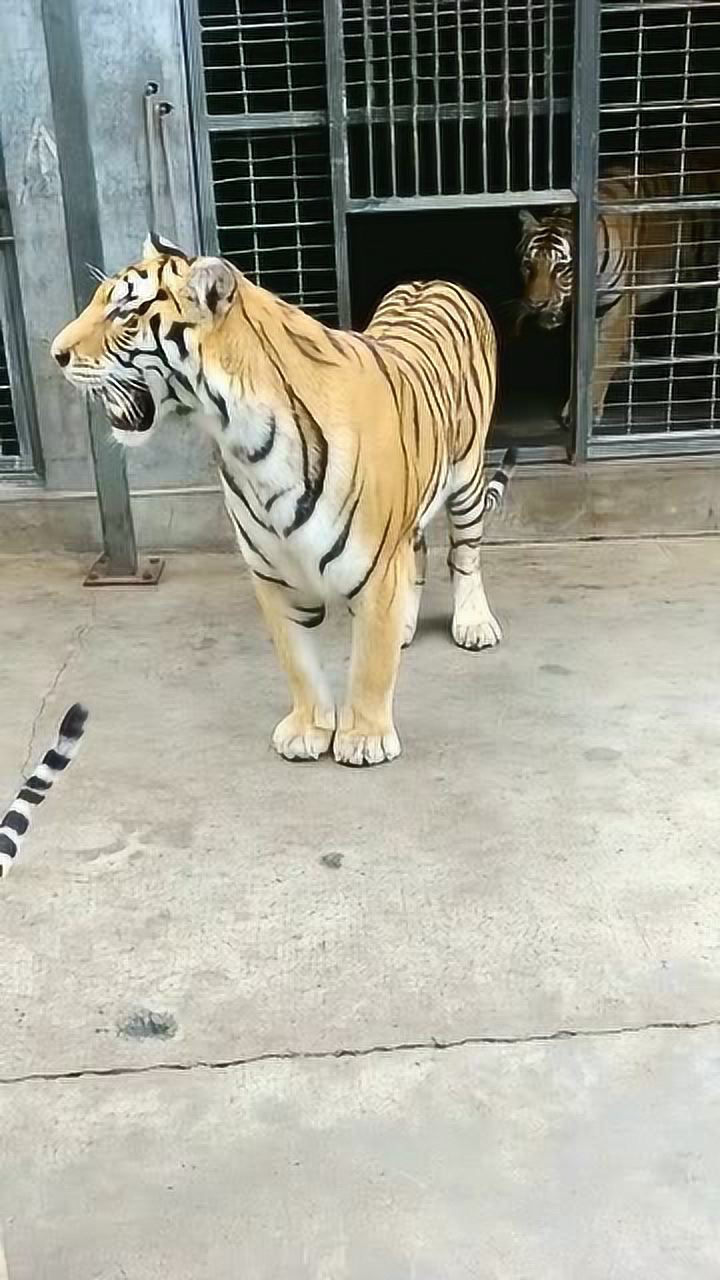 猛虎出笼,气势汹汹