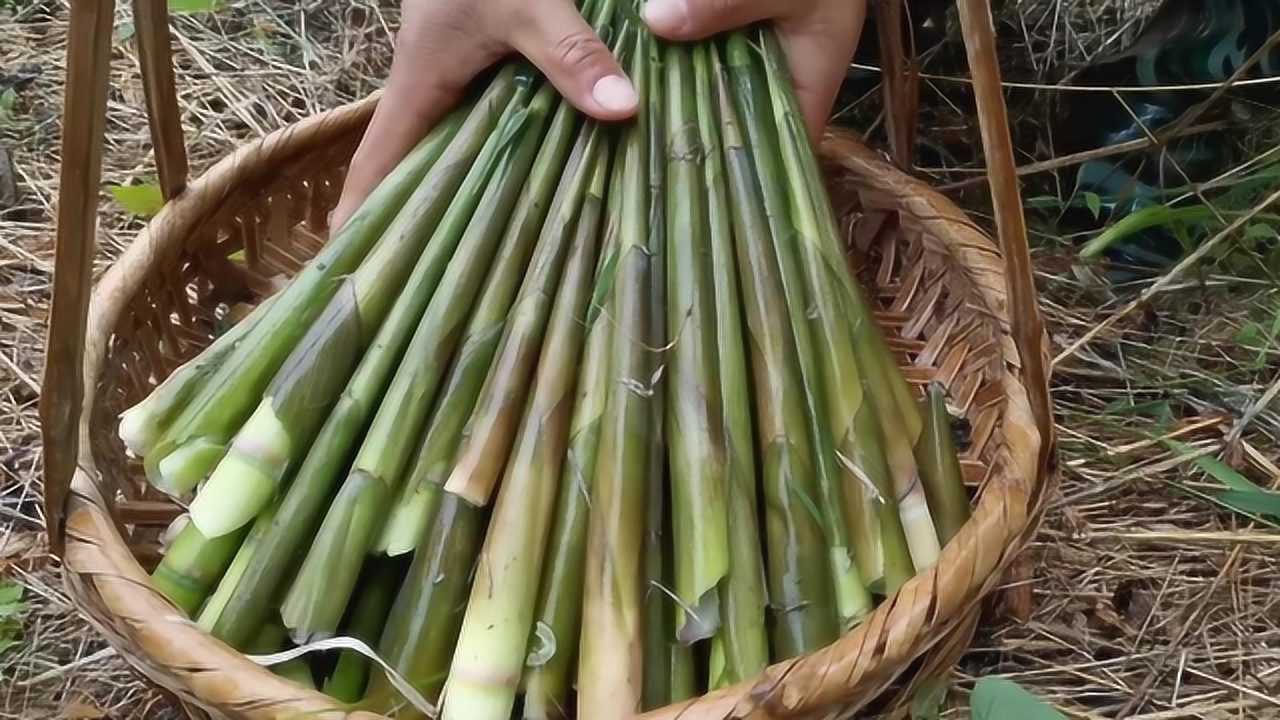 暴雨过后,河床上长满了芦苇笋,农村小伙拔得好过瘾