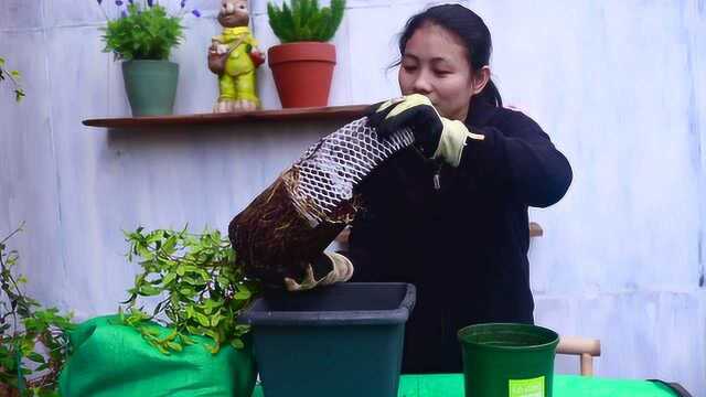 香水茉莉花这样换盆,很快变漂亮10倍,200块都不卖!