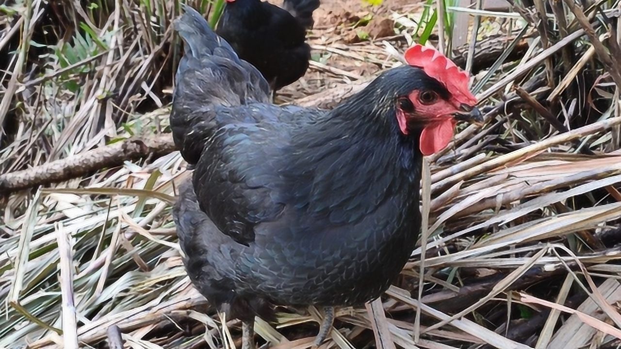 这种浑身黑色羽毛的鸡是什么品种,刚买来几个小时就产蛋,发财了